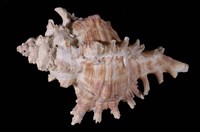 藏品(亞洲千手螺)的圖片